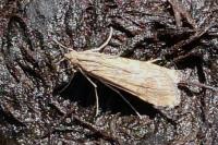 Nomophila noctuella