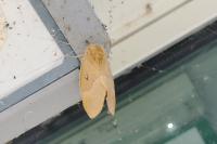 Lasiocampa quercus quercus