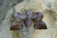Laothoe populi