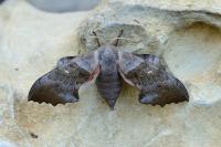 Laothoe populi