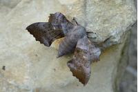 Laothoe populi