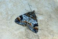 Dysstroma truncata