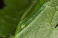Eupithecia actaeata