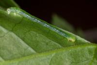 Eupithecia actaeata
