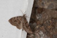 Epilobophora sabinata