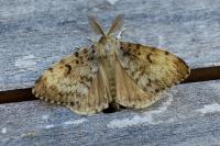 Lymantria dispar