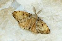 Lymantria dispar