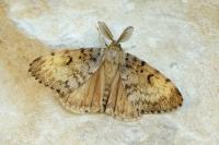 Lymantria dispar