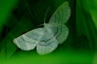 Cabera pusaria