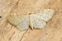 Idaea fuscovenosa