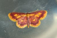 Idaea muricata