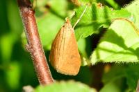 Udea ferrugalis
