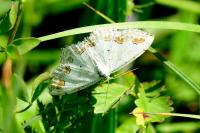 Scopula ornata