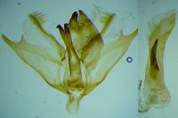 Charissa variegata