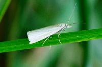 Crambus perlellus