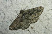 Peribatodes ilicaria ilicaria