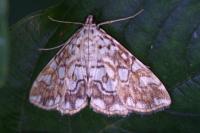 Elophila nymphaeata