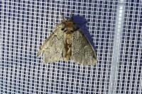 Drymonia obliterata
