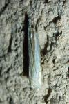 Crambus pascuella