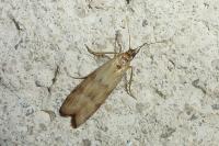 Homoeosoma sinuella