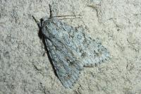 Acronicta aceris