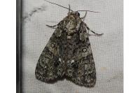Acronicta rumicis