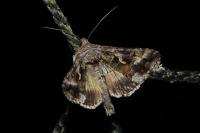 Autographa gamma