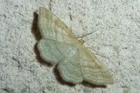 Idaea macilentaria