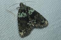 Cryphia algae