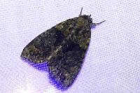 Cryphia algae