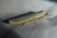 Manulea complana