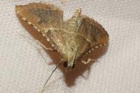 Endotricha flammealis