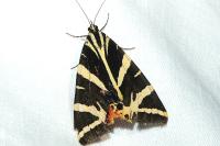 Euplagia quadripunctaria