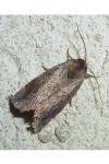 Cosmia pyralina