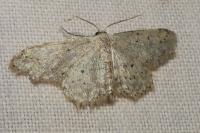 Idaea seriata