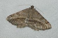 Chiasmia aestimaria