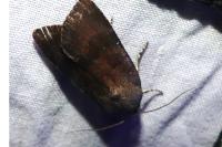Noctua janthina