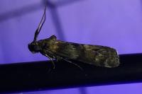 Phycita roborella