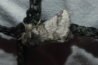 Thaumetopoea processionea