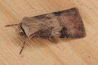 Agrotis puta