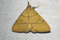 Paracolax tristalis