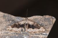 Alcis repandata