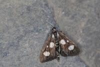 Anania funebris