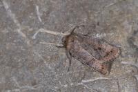 Caradrina terrea