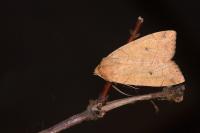 Enargia paleacea
