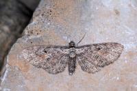 Eupithecia icterata