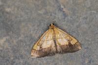 Evergestis limbata