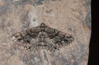 Peribatodes ilicaria ilicaria