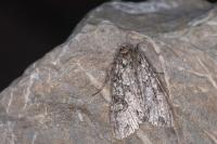Polia nebulosa