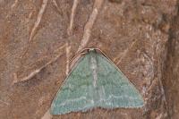 Pseudoterpna pruinata